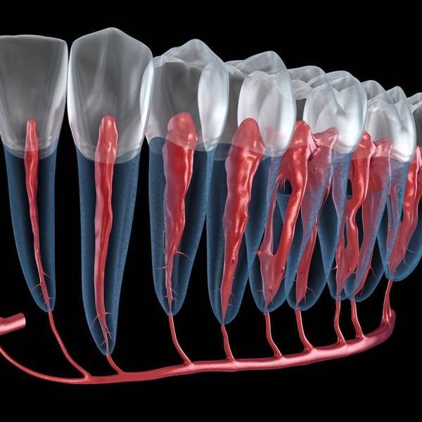 Illustration of teeth and interior root and pulp